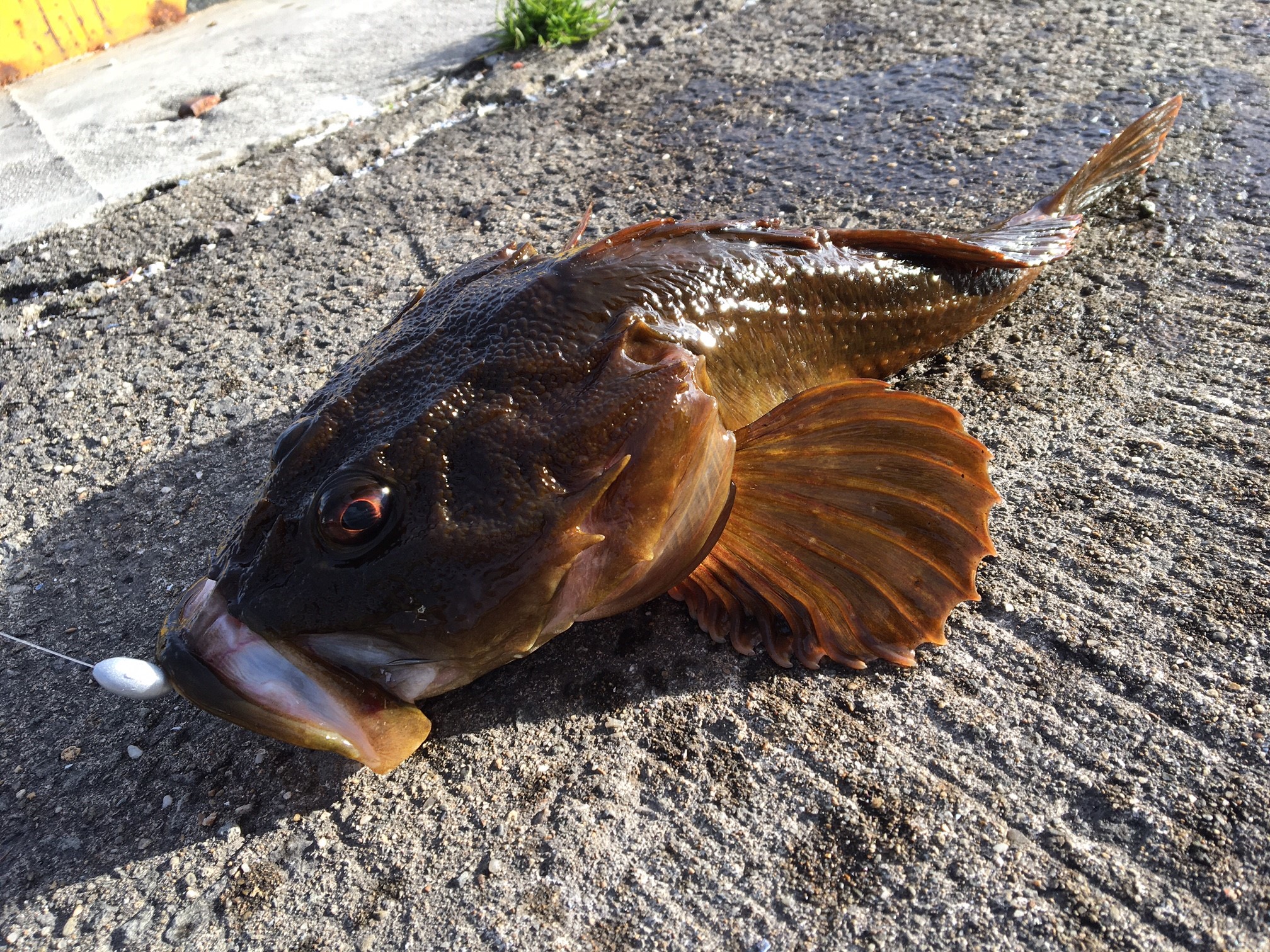 道南茅部地区でロックフィッシュ アブラコ カジカ を狙う ヒトニツリ 北海道道南釣行記録