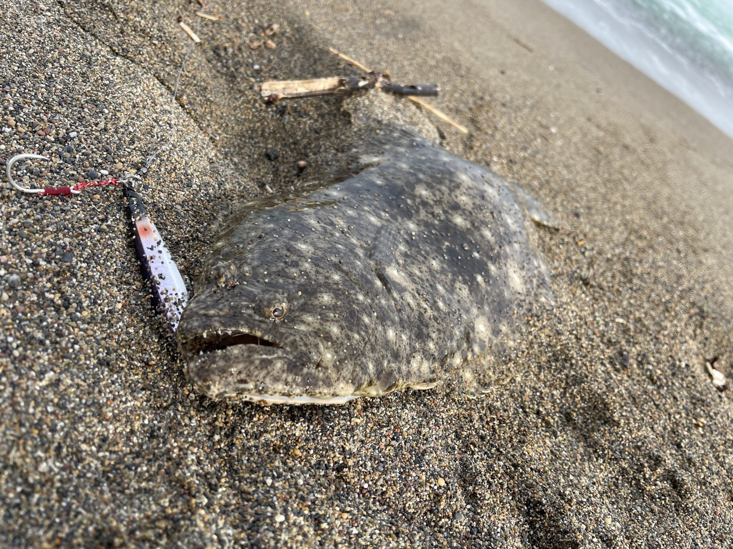 11月7日 道南津軽海峡サーフでヒラメ釣行。日中の濁りの中でも