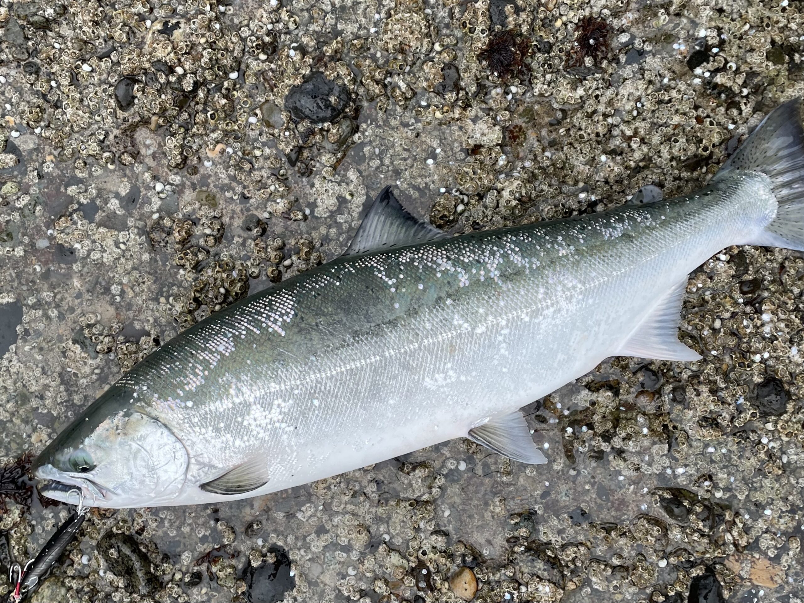 4月8日・9日 海アメ・海サクラ釣行記。久しぶりのサクラマスキャッチ