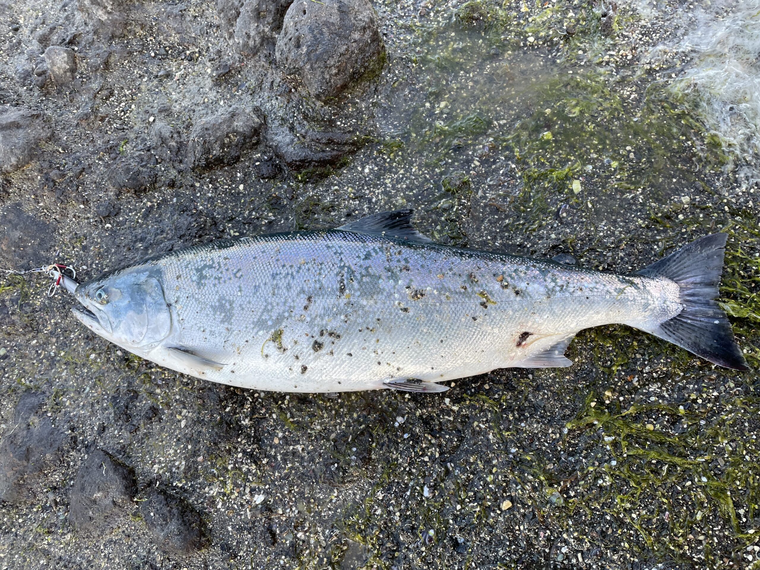 4月23日 日本海熊石町方面海アメ・サクラマス釣行記録。磯メイン