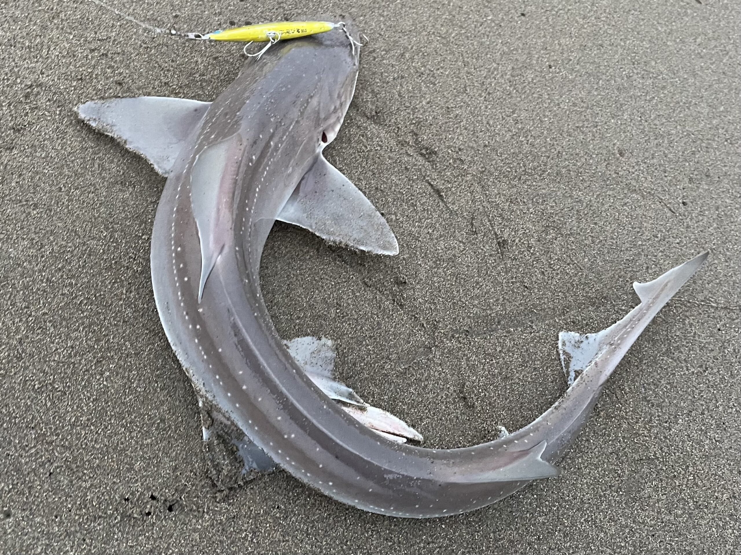 6月8日 ヒラメを狙いに津軽海峡へ。外道釣るなら、僕しかいない！ 【実