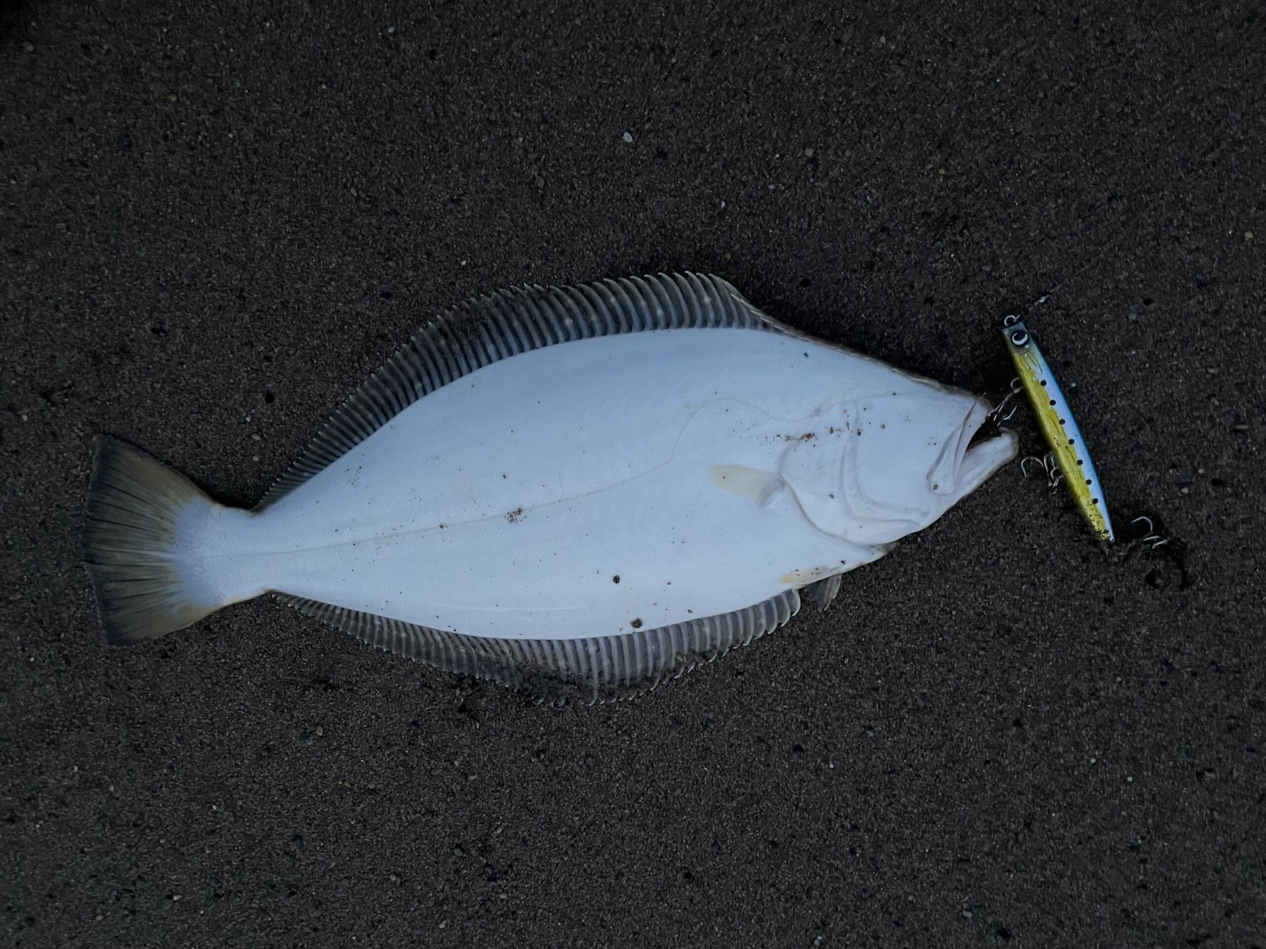 6月22日 ヒラメ狙いで津軽海峡へ。ようやく本命をキャッチ！そして、今後への期待が膨らむ…。【実釣編】 | ヒトニツリ 〜北海道道南釣行記録〜