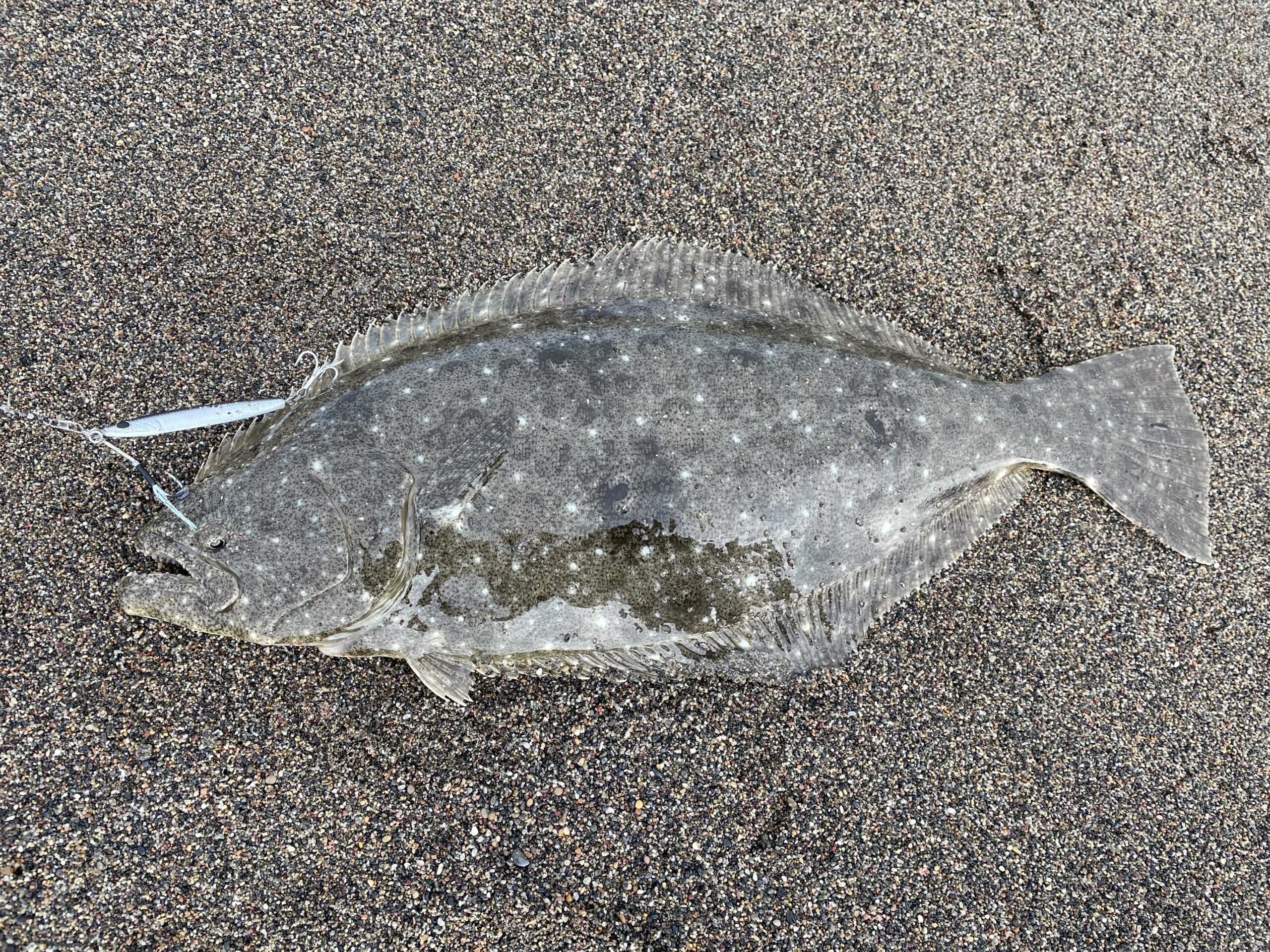 11月10日 津軽海洋ヒラメ・青物釣行記。「ラスト1投」こそ釣り人見せ場